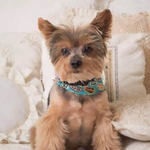 Meet your Posher, Madonna